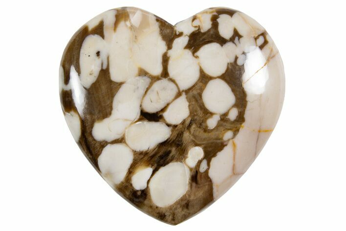 Polished Petrified Peanut Wood Heart - Australia #341911